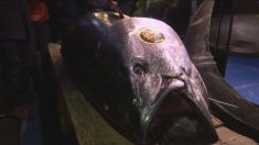 Atum é vendido por US$ 3 milhões no novo mercado de peixe de Tóquio