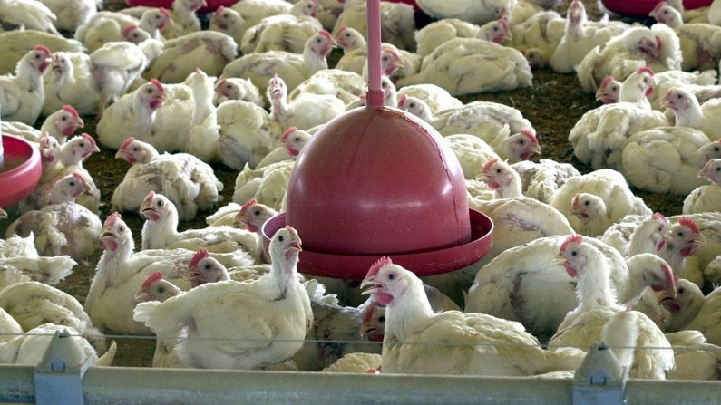 Segundo a ABPA, 25 fábricas seguem habilitadas para vender a carne para o país árabe (EBC)