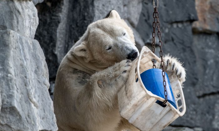 Um urso polar chamado Wolodja brincando em seu recinto no zoológico Tierpark em Berlim, Alemanha, em 4 de março de 2018 (Paul Zinken / AFP / Getty Images)