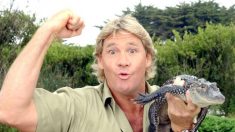 Grupo de direitos animais é criticado por acusar Steve Irwin de “assediar” arraia que o matou