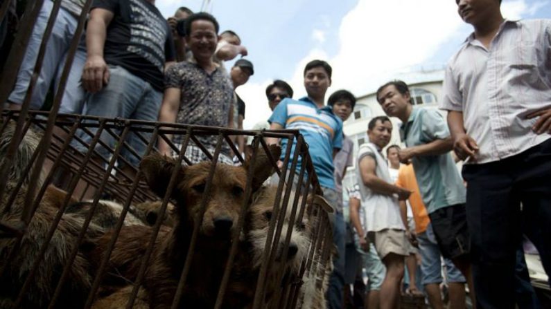 Vendedores esperam que clientes comprem cachorros engaiolados em um mercado em Yulin, província de Guangxi, sul da China, em 21 de junho de 2015 (STR/AFP/Getty Images)