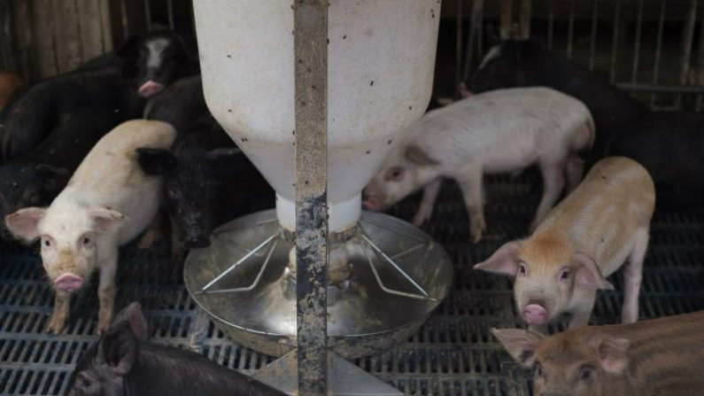 Leitões em uma fazenda de criação de porcos fora de Pequim (Nicolas Asfouri/AFP/Getty Images)