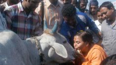Região da Índia destina 70 milhões de euros para proteger vacas sagradas