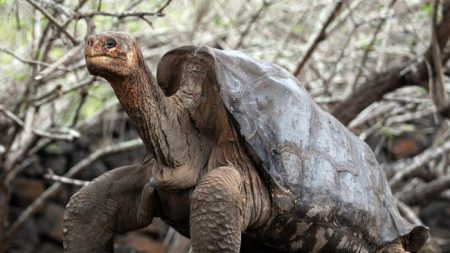 Tartaruga considerada “extinta” é reencontrada em Galápagos após 100 anos