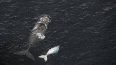 Baleia quase “come” operador turístico na África do Sul