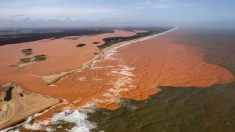 Lama da Samarco contaminou corais do Parque dos Abrolhos na Bahia