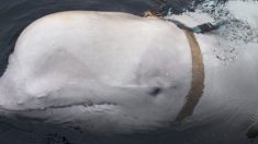 Baleia beluga encontrada com arnês russo alarma militares noruegueses