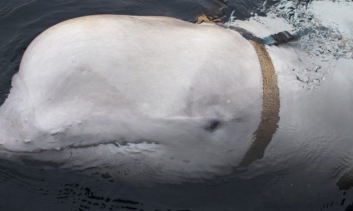 Uma baleia beluga vista ao lado de um barco de pesca antes de pescadores noruegueses removerem o  arnês apertado, nadando na costa norueguesa em 26 de abril de 2019, provocou especulações de que o animal pode ter escapado de uma instalação militar russa (Joergen Ree Wiig / Direcção de Vigilância Marítima Norueguesa das Pescas via AP)