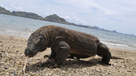 Ilha de Komodo é fechada porque as pessoas continuam roubando seus terríveis dragões