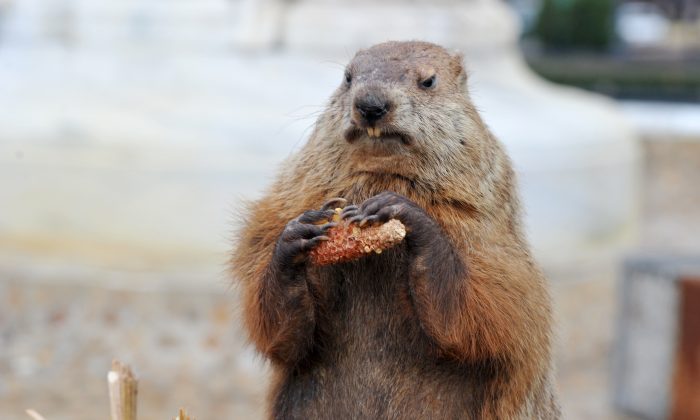 Potomac Phil, uma versão taxidemizada da marmota, foi escolhida para determinar se ela vê ou não sua sombra em Washington, em 2 de fevereiro de 2012 (Karen Bleier / AFP / Getty Images)