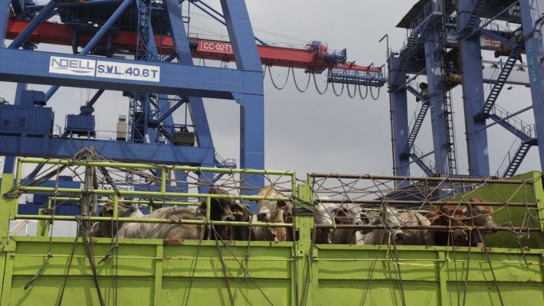 Movimento tem o objetivo de conscientizar as pessoas sobre o sofrimento dos animais que são exportados vivos para abate em outros mercados (Dimas Ardian/Getty Images)