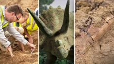 Cientistas desenterram enorme esqueleto de triceratops adulto de 68 milhões de anos 