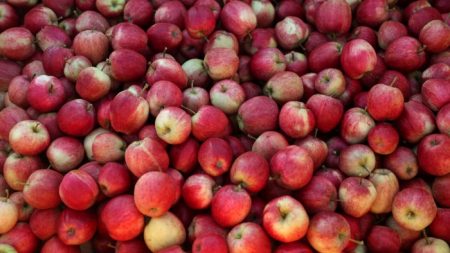 Coma as sementes: germes encontrados dentro das maçãs podem ser bons para você