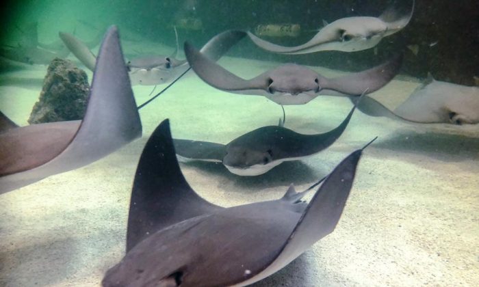 Arraias nadam pelas água no pavilhão Stingray Beach em Assiniboine Park Zoo, em Winnipeg, em uma foto de folheto sem data (Parque Zoológico de HO-Assiniboine, Wayne Hewitt, / The Canadian Press)