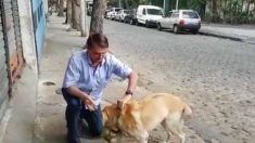 Bolsonaro deve criar “Secretaria de Animais” em agosto