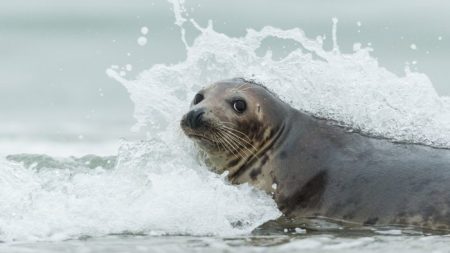 Foca atrevida surfa na costa australiana, mas veja quem está dando carona