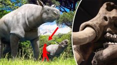 Cinco mamíferos pré-históricos gigantescos que vagaram pela Terra