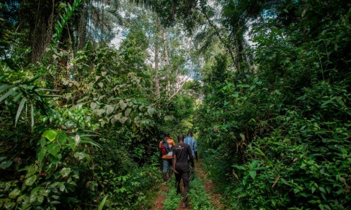 Guardas florestais entram na Reserva Florestal de Kyebi, no distrito de East Akim, na região leste de Gana, em 5 de novembro de 2018 (Cristina Aldehuela / AFP / Getty Images)