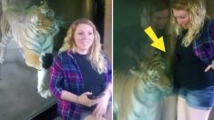 Grávida tira selfie com tigre, mas sua reação é incrível!