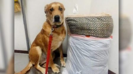 Cão é abandonado em abrigo com sua cama e brinquedos, pois sua família não tinha tempo suficiente para ele