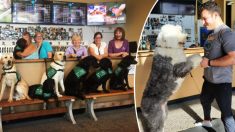 Primeira e única ‘Cervejaria de Cachorros’ oferece cães sem teto para adoção quando alguém apita