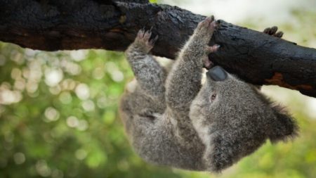 Coala bebê sem pelos e à beira da morte sobrevive aos incêndios florestais após ser resgatado