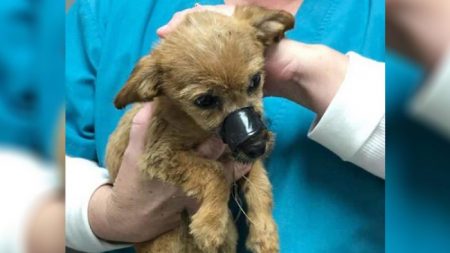 Filhote de cachorro jogado de uma ponte com focinho selado ‘agradece’ seu salvador por resgatá-lo