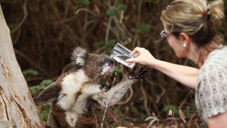 Vídeo de coala e cachorro compartilhando uma bebida no quintal oferece conforto em meio à crise