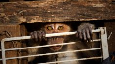 Macaco solitário segura a mão do socorrista após ter sido negligenciado em uma pequena gaiola por sete anos