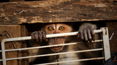 Macaco solitário segura a mão do socorrista após ter sido negligenciado em uma pequena gaiola por sete anos