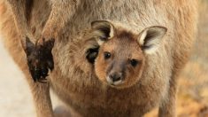 Vídeo de bebê canguru se torna viral e ajuda a arrecadar dinheiro para salvar animais de incêndios florestais