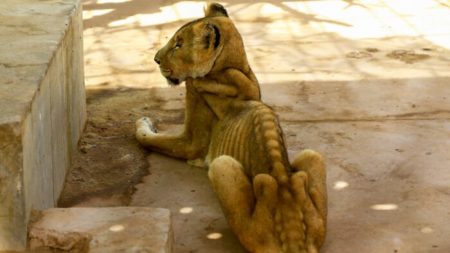 Imagens chocantes de leões definhados no zoológico do Sudão viram campanha para salvar os animais