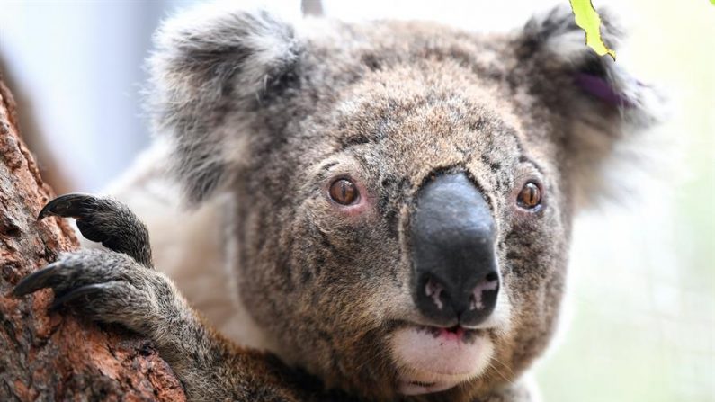 O Koala Purkunas fica em uma filial do Hospital de Vida Selvagem do Zoológico de Taronga nesta terça-feira em Sydney (Austrália) (EFE / Bianca De Marchi)