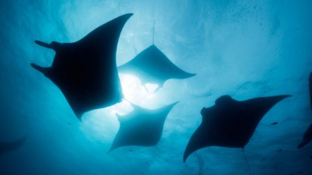 Arraia manta cor-de-rosa rara é fotografada nadando perto da Grande Barreira de Corais na Austrália