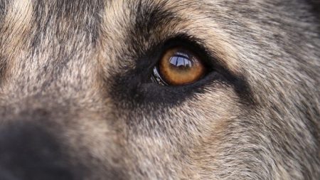 Cão com pernas amarradas em saco de lixo é abandonado perto de rio, mas veja sua reação ao ver seus socorristas