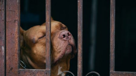 Cão de coração partido derrama ‘lágrimas de tristeza’ depois de ser abandonado em abrigo