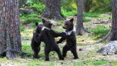 Fotógrafo tira foto de três filhotes de urso ‘dançando na floresta’ como em um livro de contos de fadas