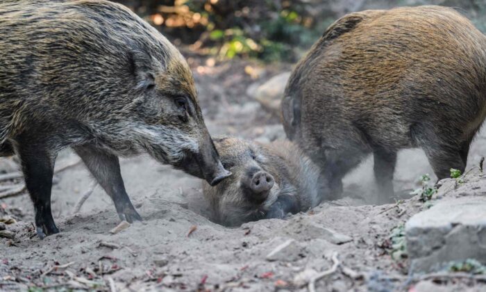 Javalis são vistos no Aberdeen Park de Hong Kong, em 25 de janeiro de 2019 (Anthony Wallace / AFP via Getty Images)