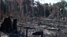 Relatório aponta aumento alarmante de desmatamento no Pantanal, Caatinga e Cerrado 