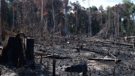 Desmatamento na Amazônia aumenta em outubro e equivale a 10 mil campos de futebol destruídos por dia, aponta Imazon