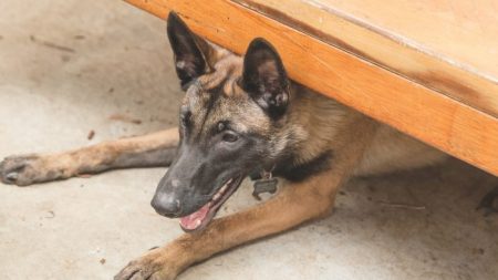 Cão treme no abrigo após família abandoná-lo por estar esperando bebê