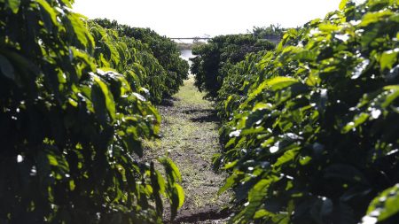 Produção e exportação de café no Brasil em 2024 atingem recordes históricos