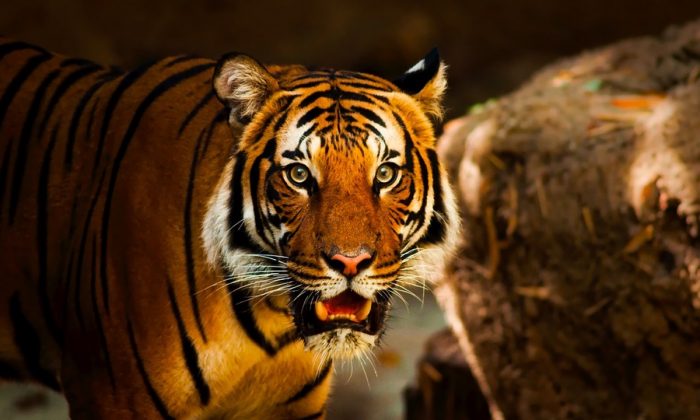 Tigre, imagem de arquivo (Pixabay)