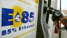 Contra a Justiça, agência do petróleo insiste favorecer distribuidores