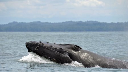 União Soviética mata dezenas de milhares de baleias praticamente sem motivo algum