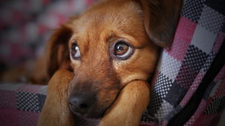 Cheiro de estresse humano torna cães mais pessimistas, diz pesquisa