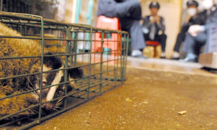 Trabalhadores da saúde e policiais chineses vigiam os últimos gatos da cidade confiscados de um mercado de vida selvagem em Guangzhou, província de Guangdong, no sul da China, em 6 de janeiro de 2004 (AFP via Getty Images)