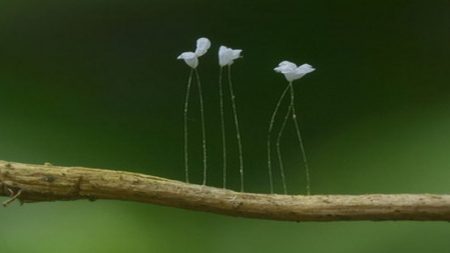 A enigmática Udumbara, a flor que cresce a cada 3000 anos, aparece no México