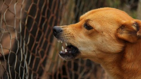 Garoto salva sua irmã mais nova do ataque de um cachorro e fica com o rosto quase desfigurado