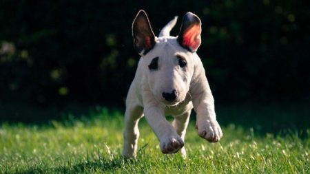 Cão herói leva tiro no peito para proteger família e passa por duas cirurgias 